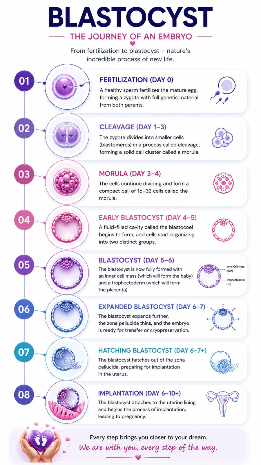 Blastocyst Culture Process Chart